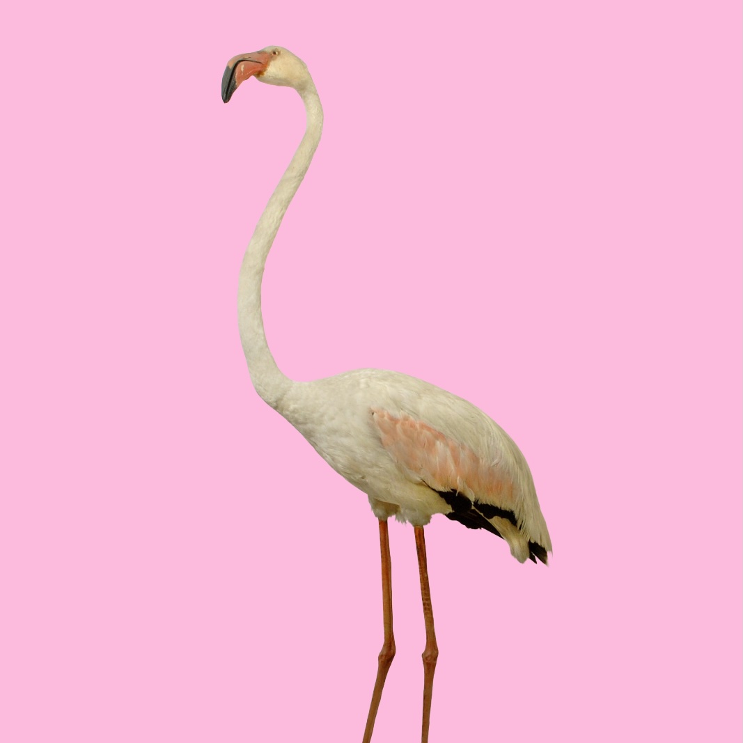 Flamingon från Grötlingbo